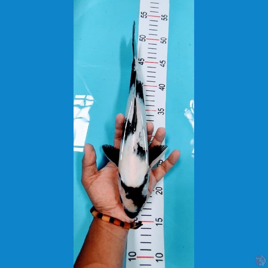 siro 32 cm