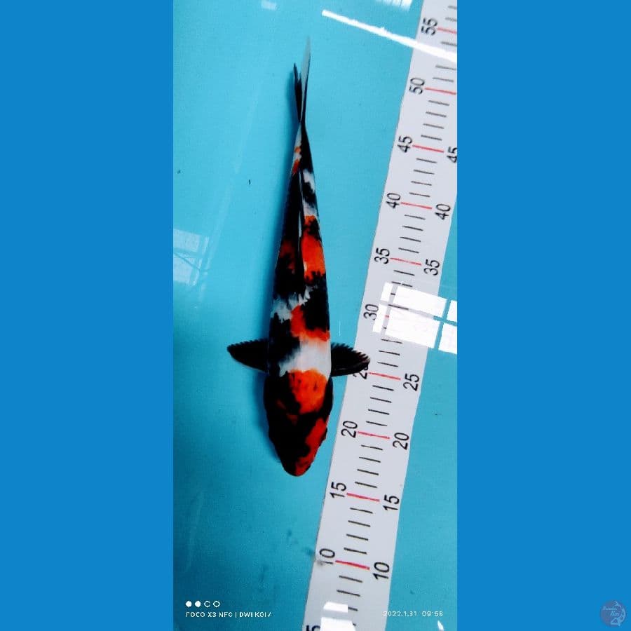 showa 33 cm