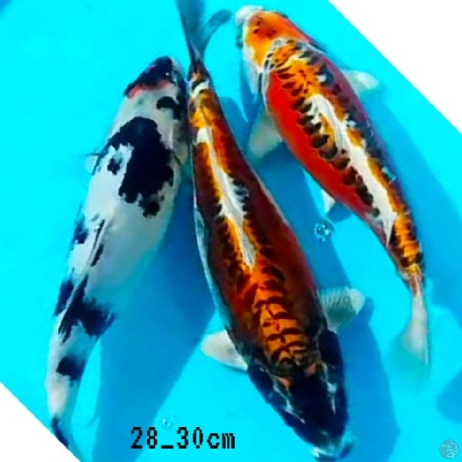 short body 3ekr(tc showa, kikokuryu
