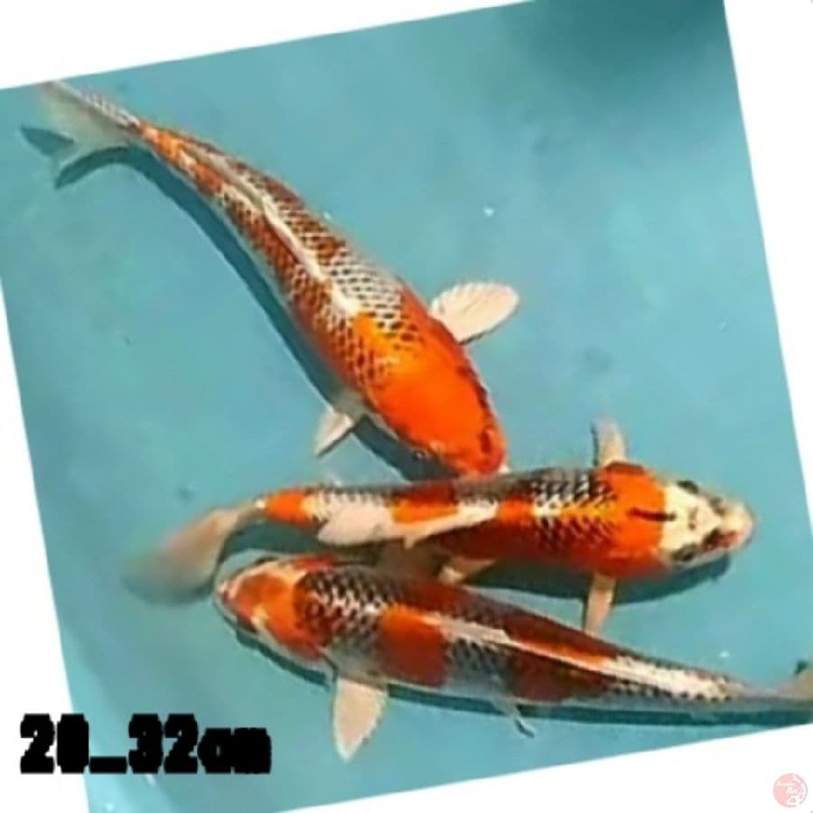 3ekr ,red kujaku