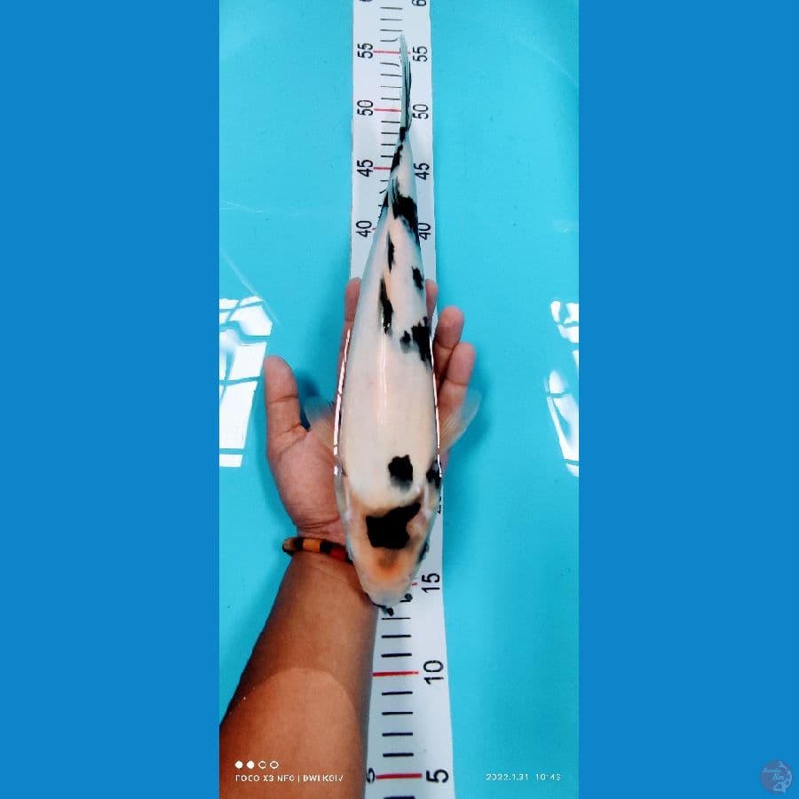 siro 35 cm