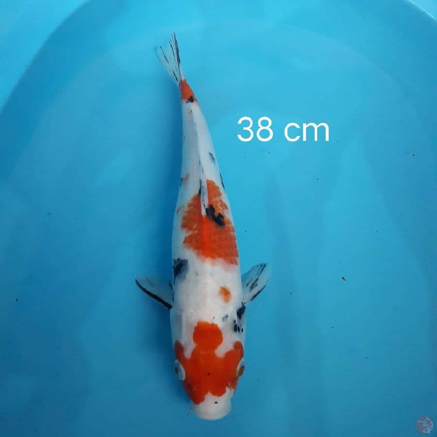 Showa 38cm