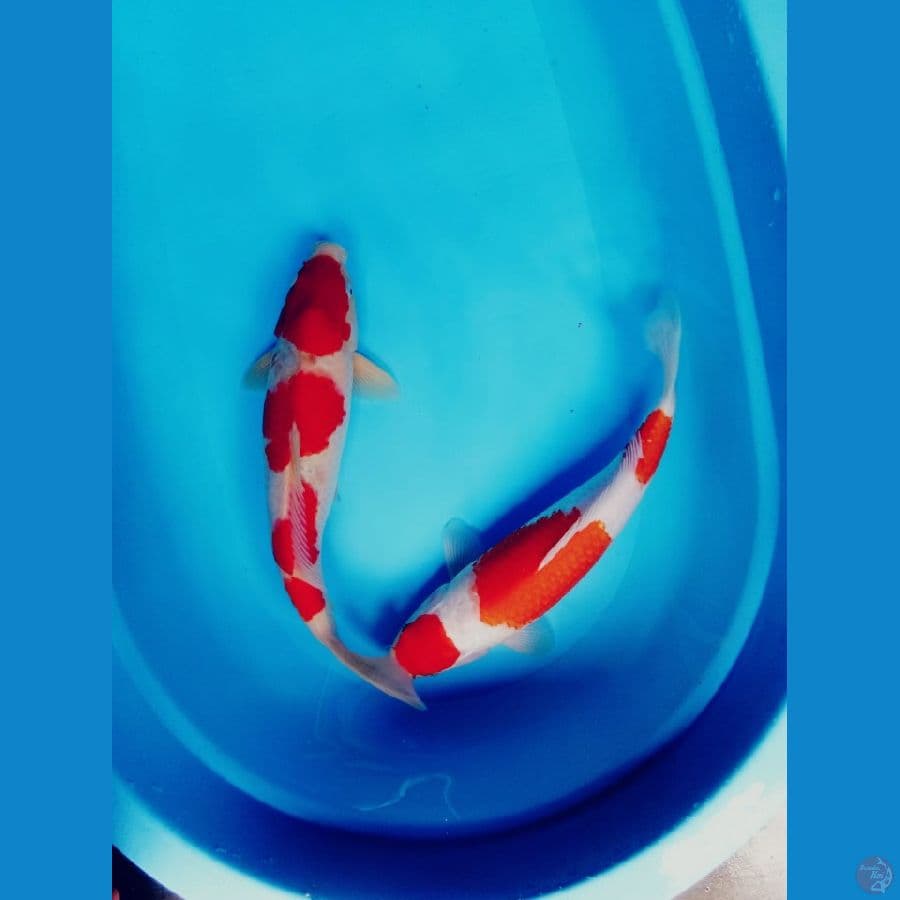 super kohaku 39cm