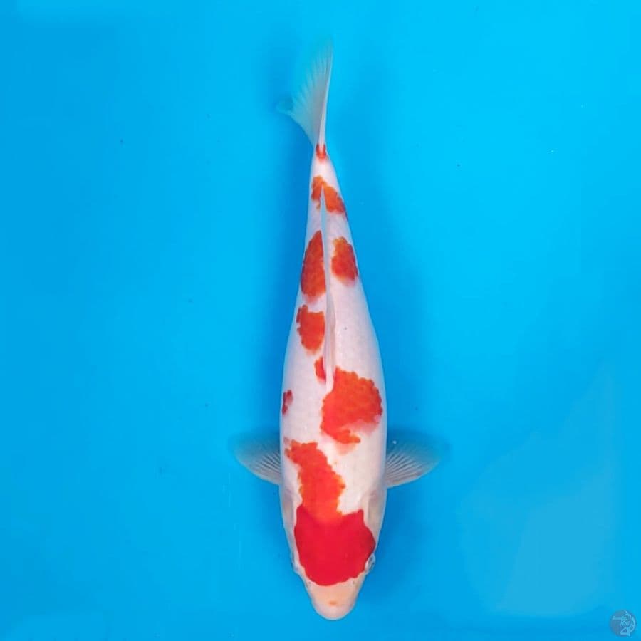 Kohaku ~33
