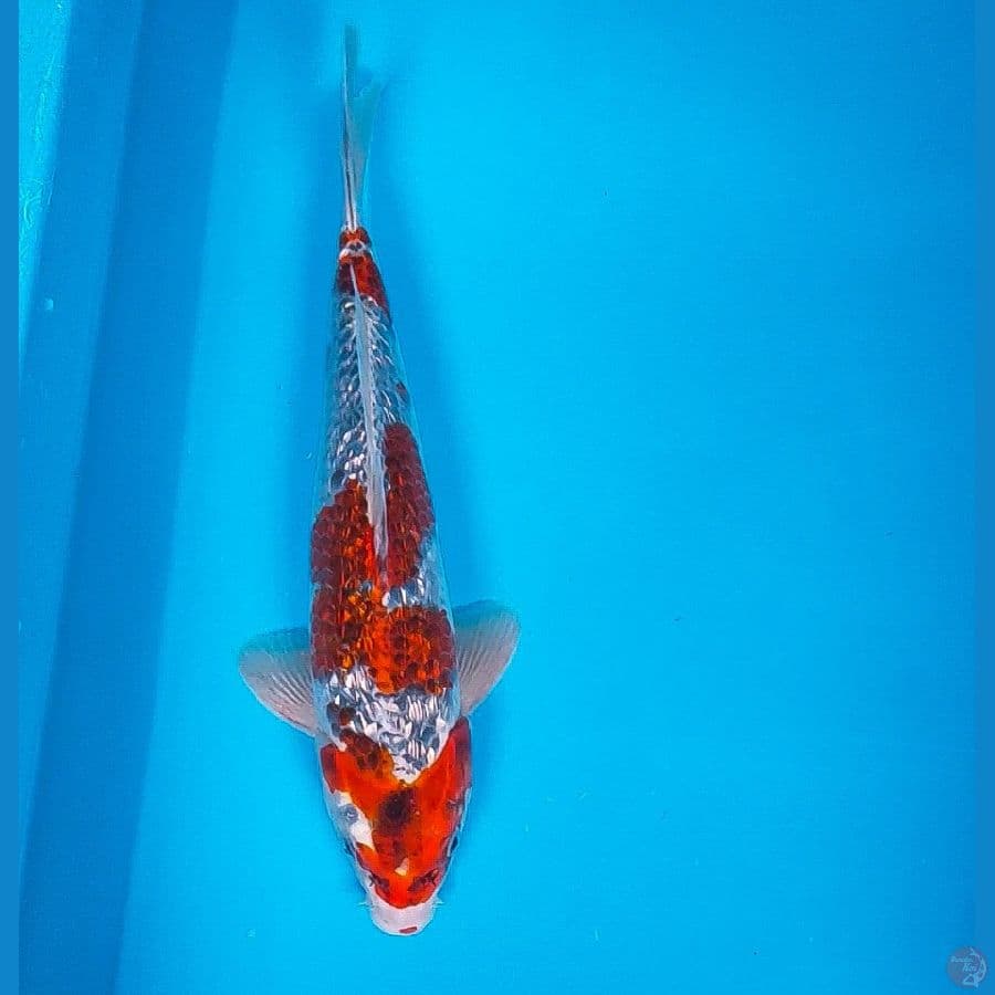 red kujaku ginrin 31cm male