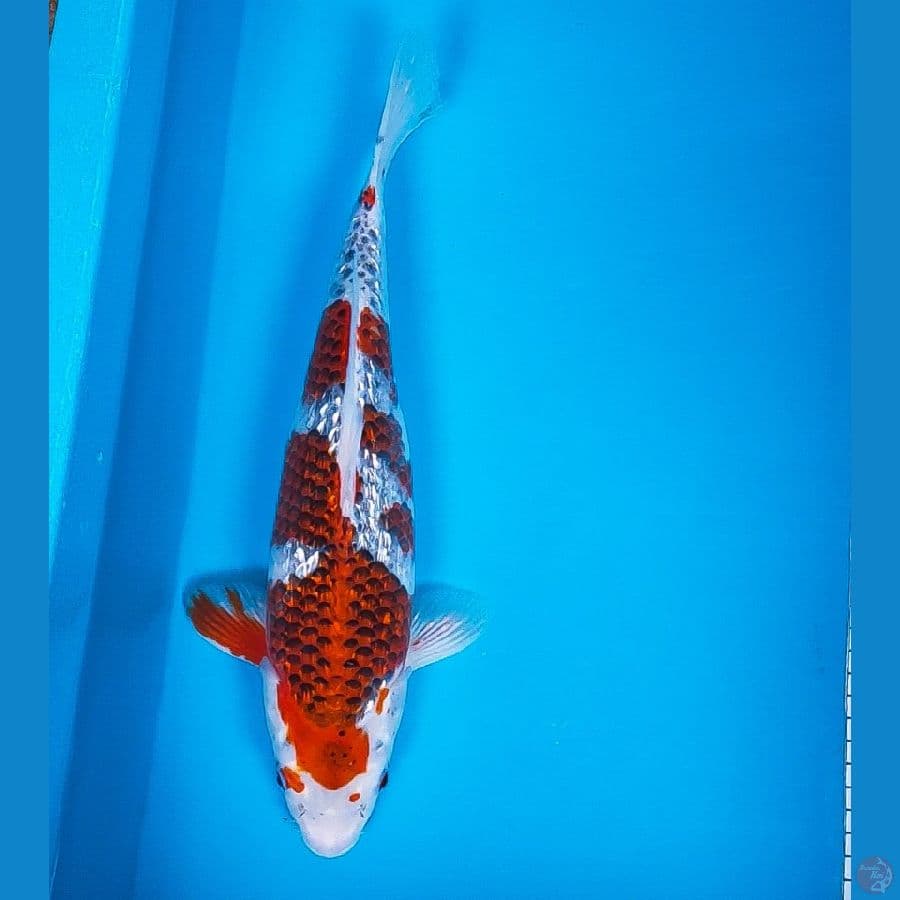 red kujaku ginrin 37cm