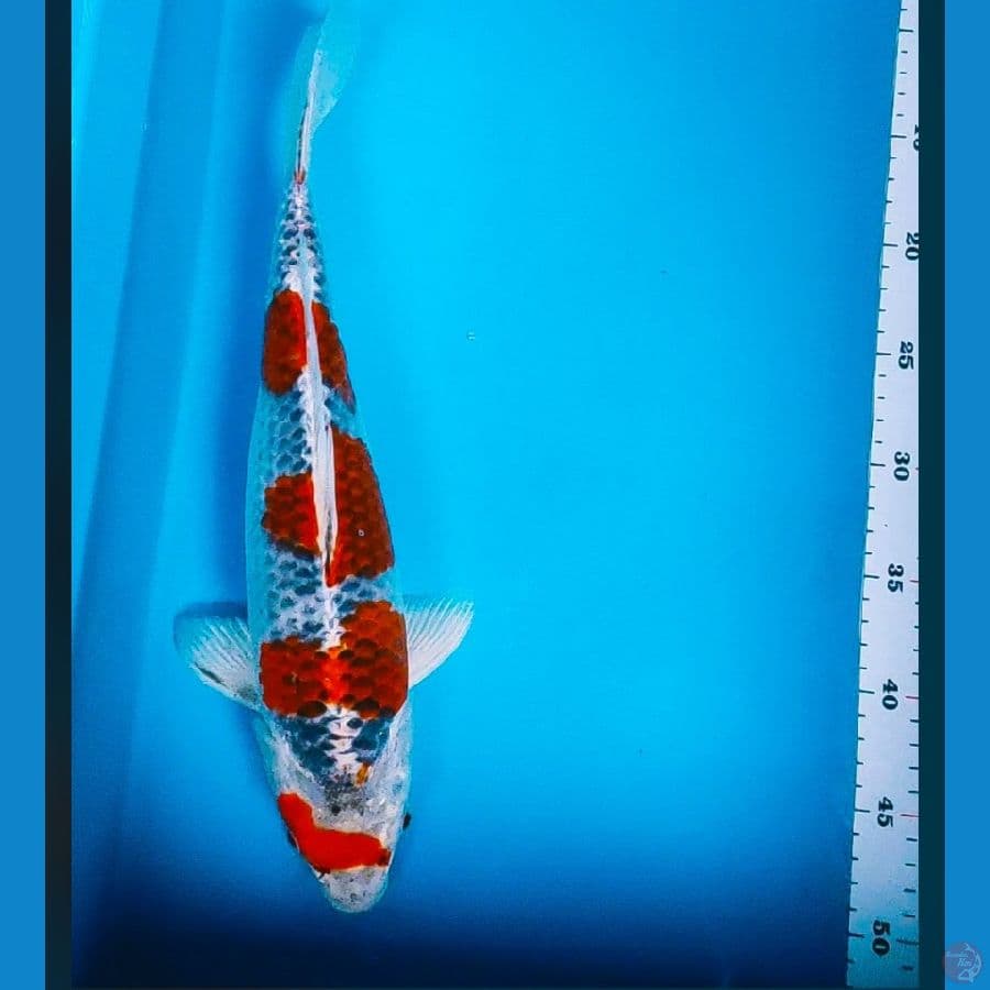 goshiki super strong 38cm