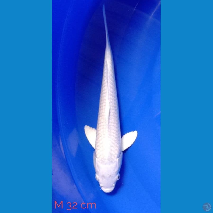 Platinum HQ 32 cm