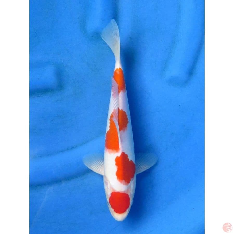 29cm - Yondan Kohaku