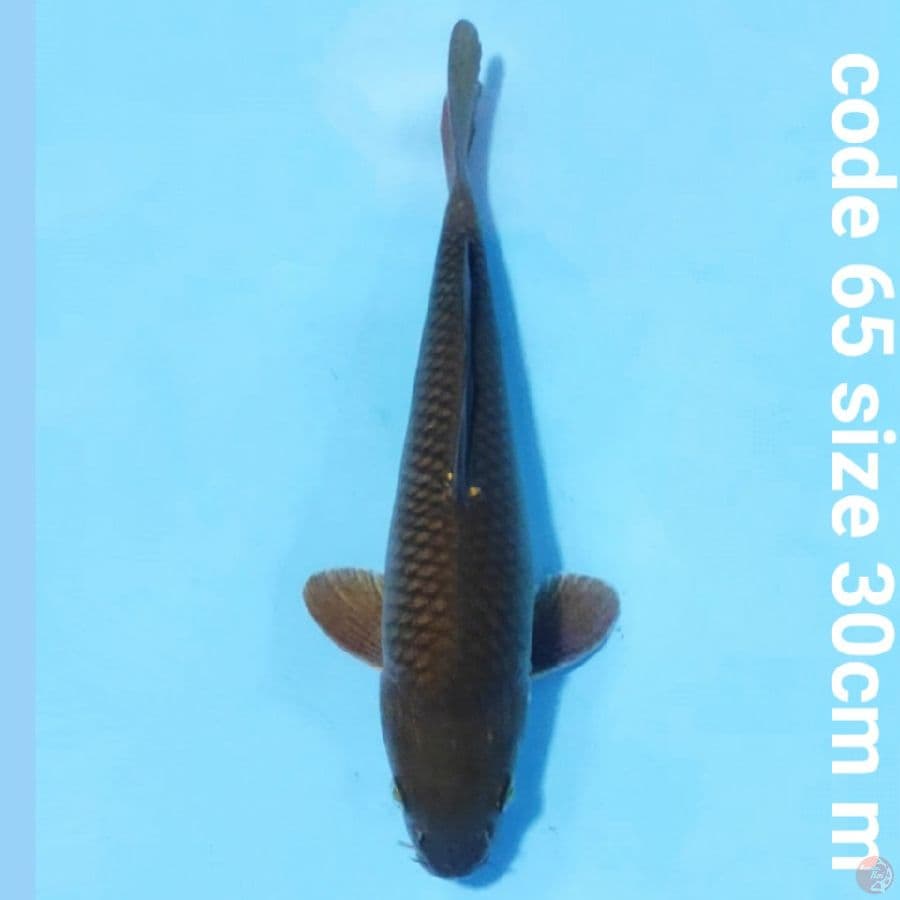 chagoi penjinak kolam