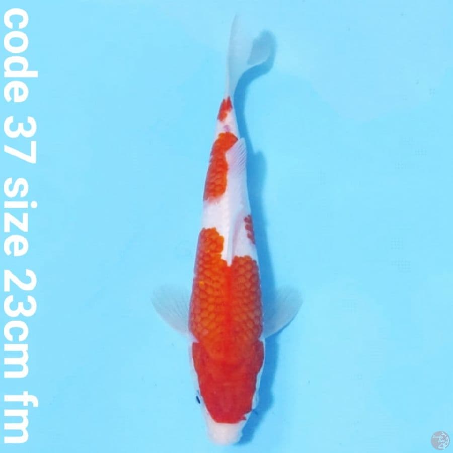 kohaku original