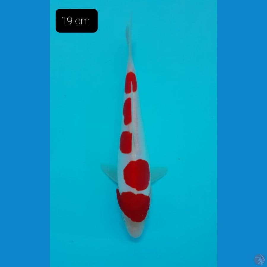 Kohaku doit 19 cm