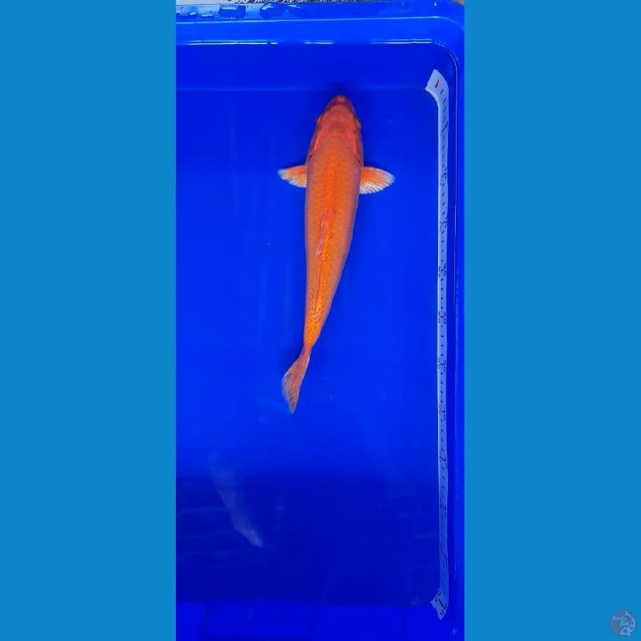 orenji ogon 33 cm