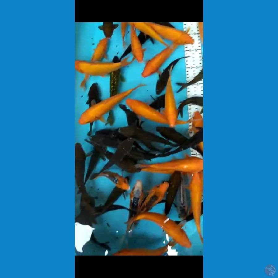 mix