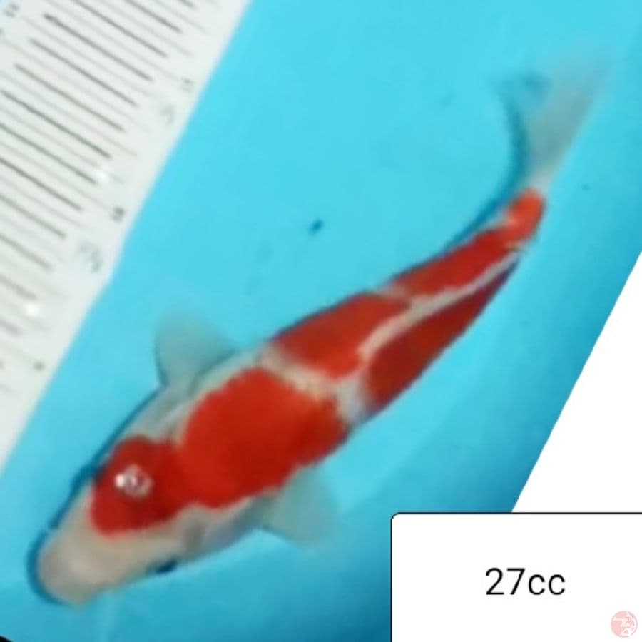 kohaku