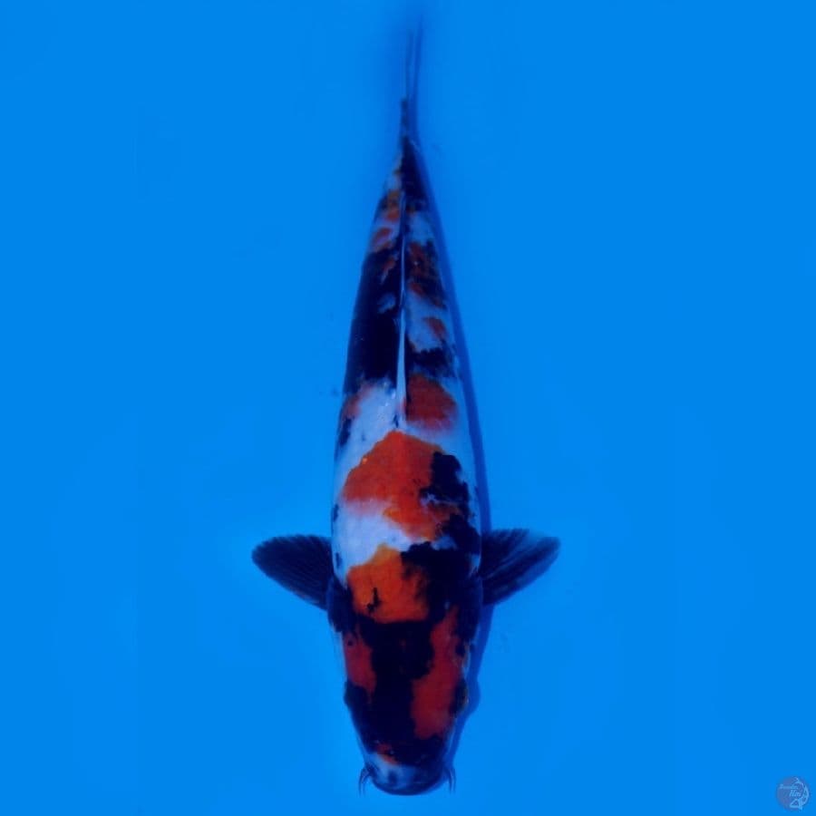 RAEKWON 5 ~ SHOWA SANSHOKU LUXURY 29CM MALE