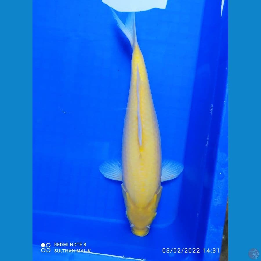 karasi bulky punuk 35 cm
