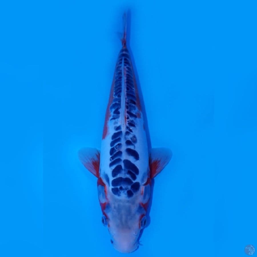 RAEKWON 11 ~ SHUSUI SUPERSTAR 35CM MALE