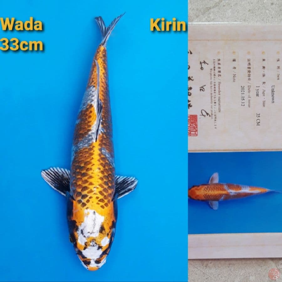 WADA KIRIN 33CM SERTIFIKAT, MATA BUTA SEBELAH