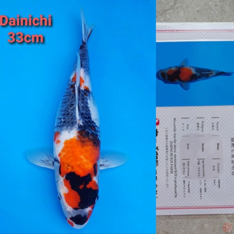 DAINICHI SHOWA 33CM SERTIFIKAT