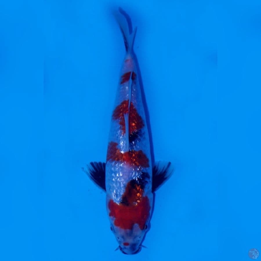 RAEKWON 15 ~ SHOWA GINRIN LUXURY 22CM MALE
