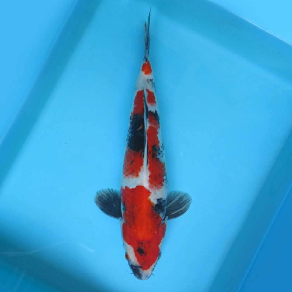 VI. DAMARKOI ( MEDUSA - SHOWA SANSOKU )