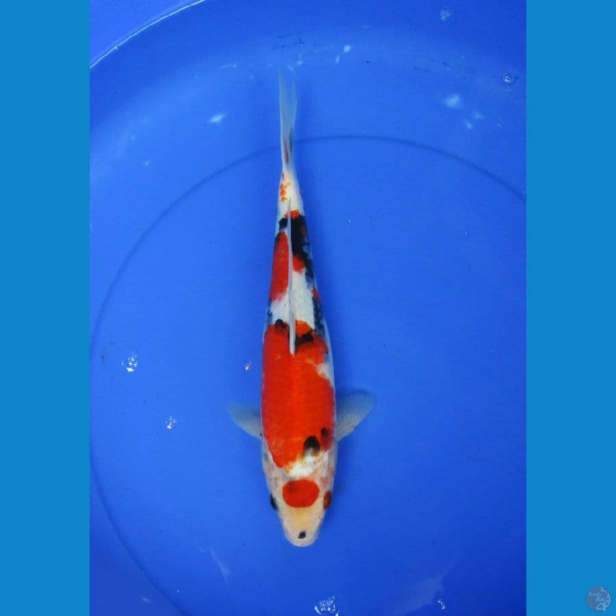 showa ±32cm