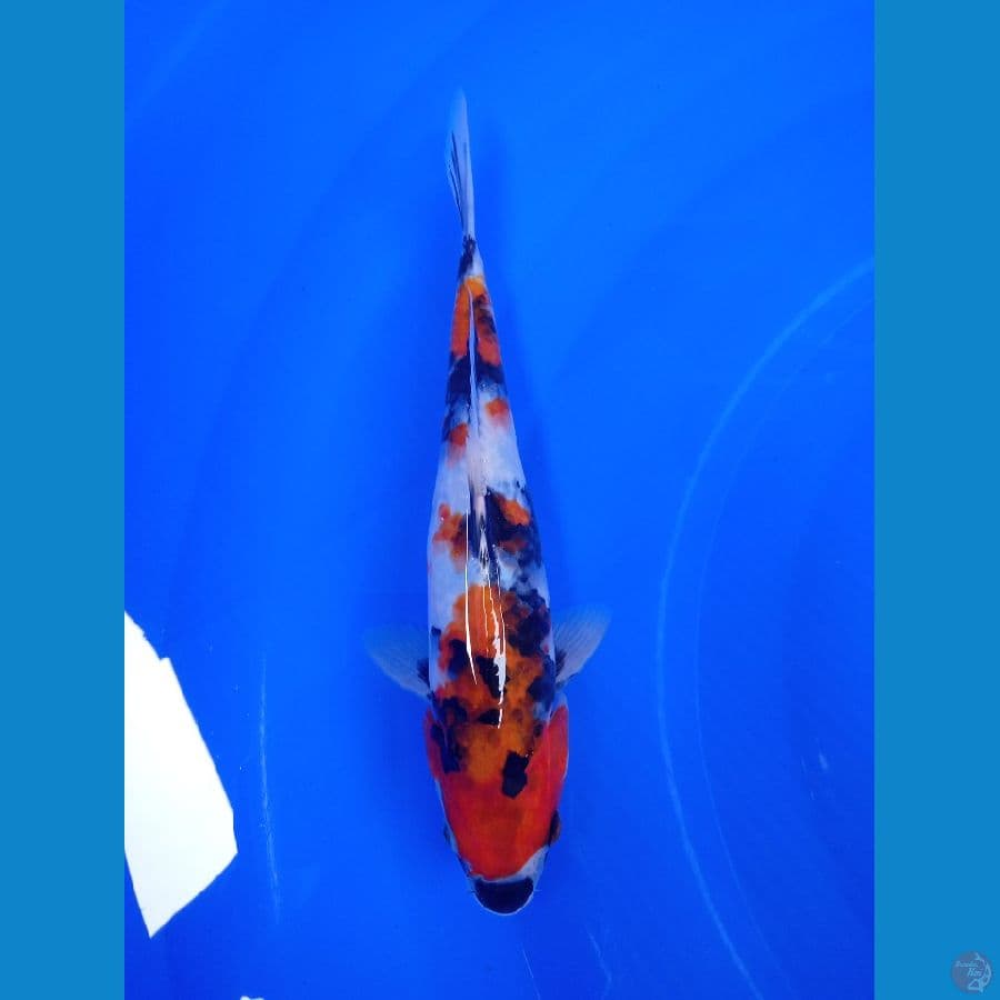 HIRO001 - (HQ) Showa Sanshoku 24Cm