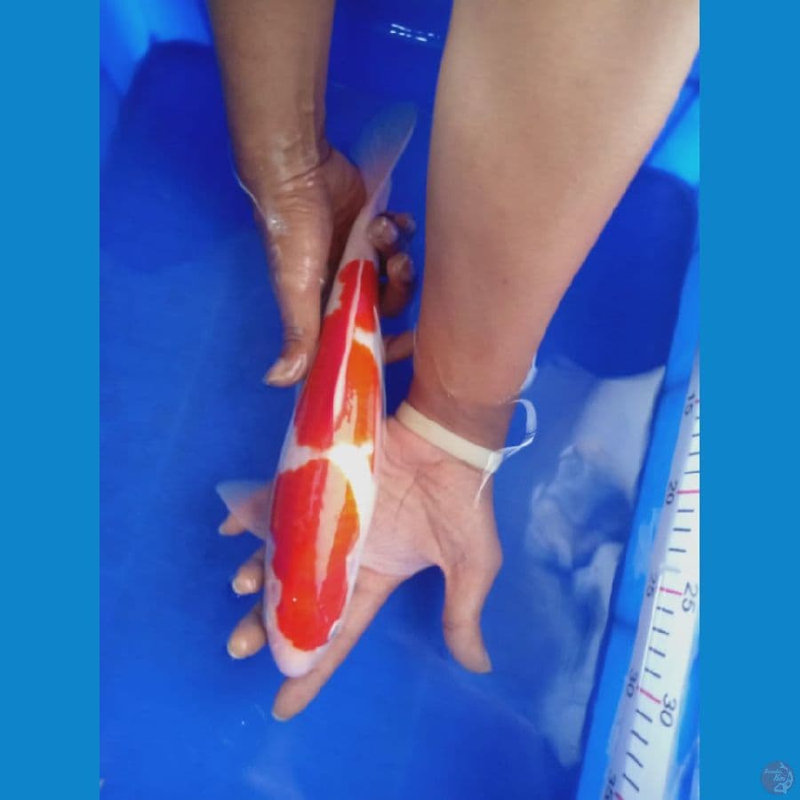 Kohaku 31cm