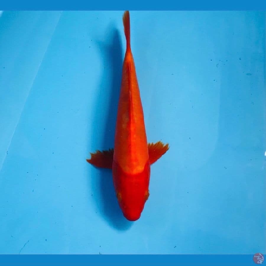 benigoi doit, 22 cm