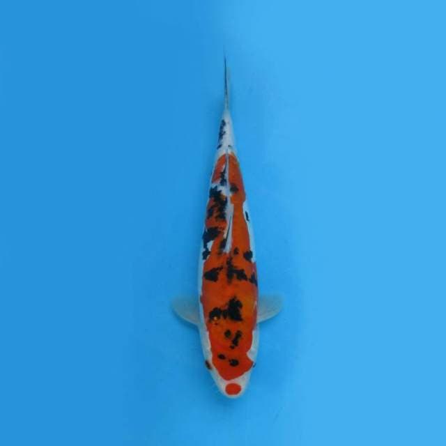 BKS ( SANKE 31 CM )