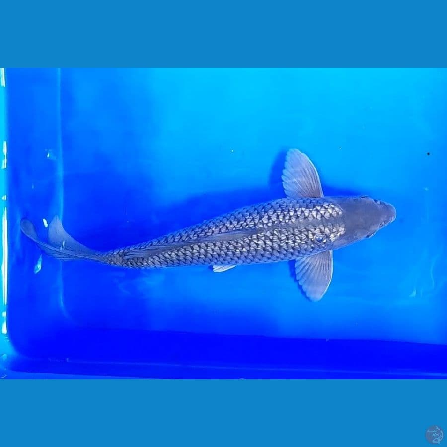 Soragoi Ginrin 37cm