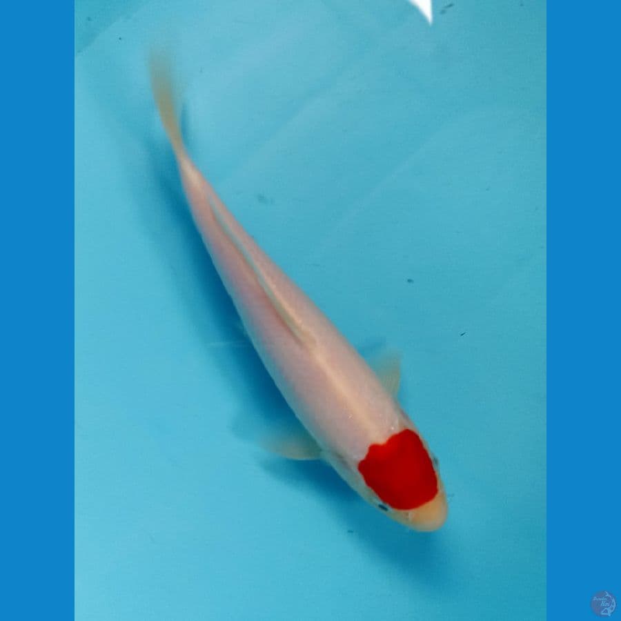 tancho kohaku