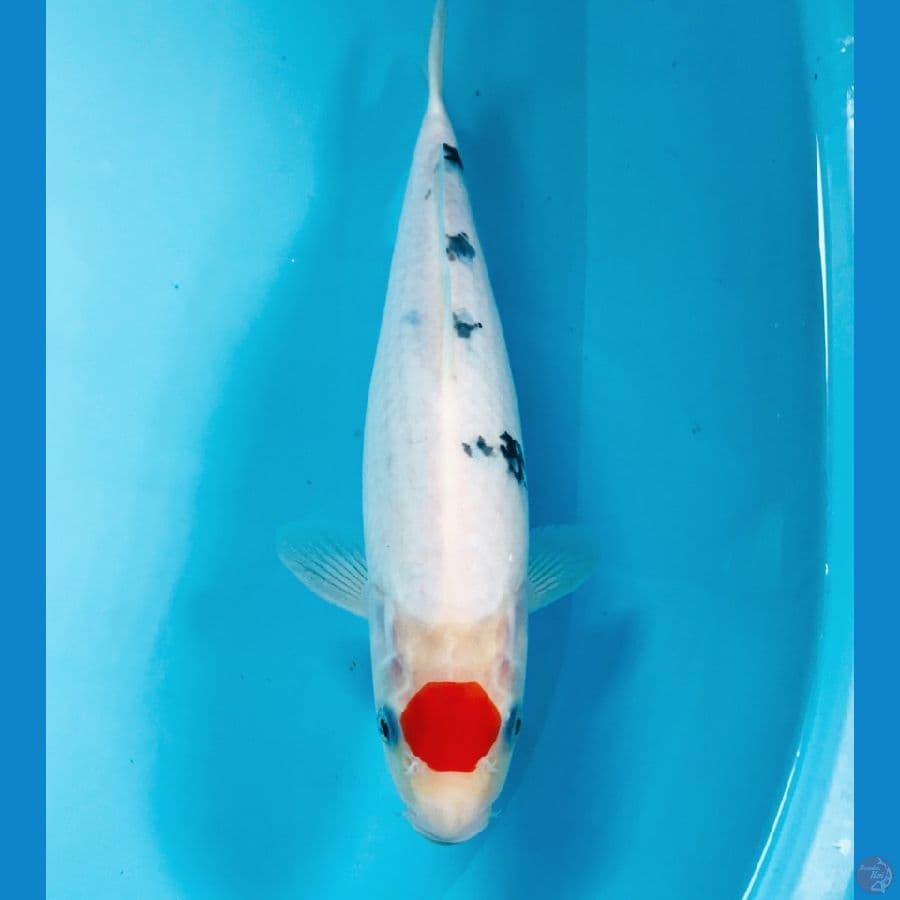tancho sanke, 28 cm