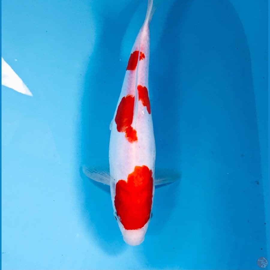kohaku doit, 26 cm