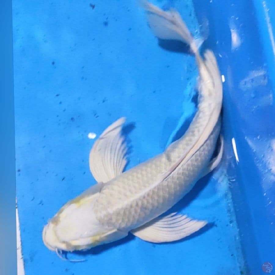 kumpay platinum 33cm