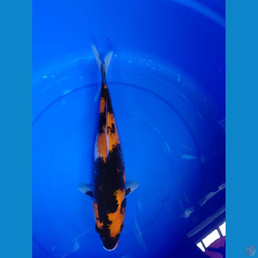 showa 32cm female