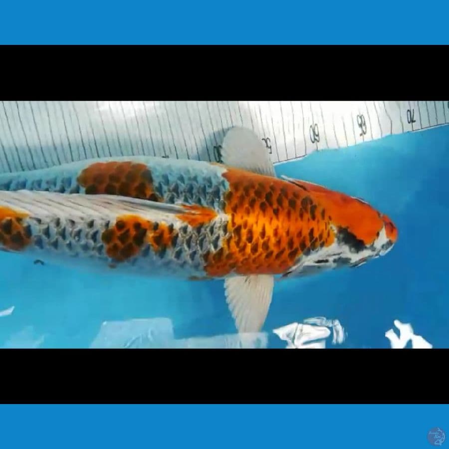 jumbo kujaku 55cm