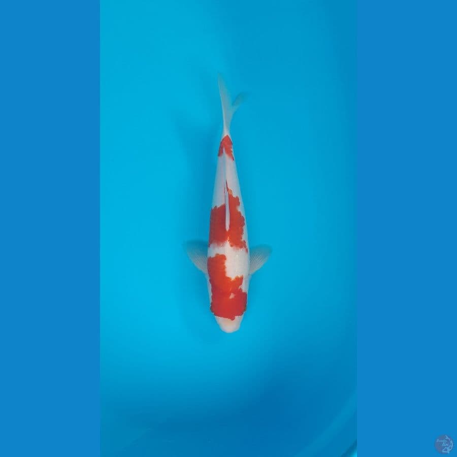 *PSKF 7* SANDAN KOHAKU