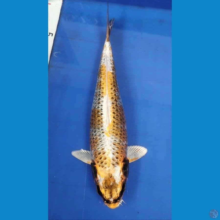 Kujaku Gold 27cm