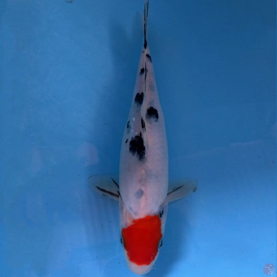tancho sanke, 25 cm