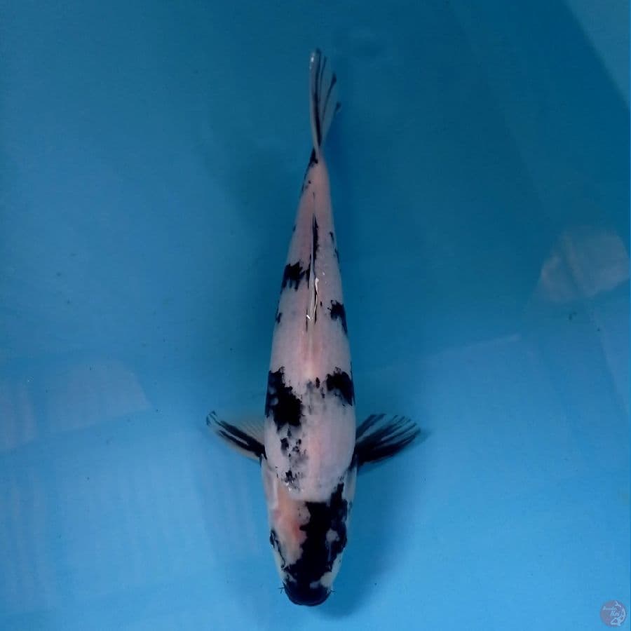 shiro, 31 cm