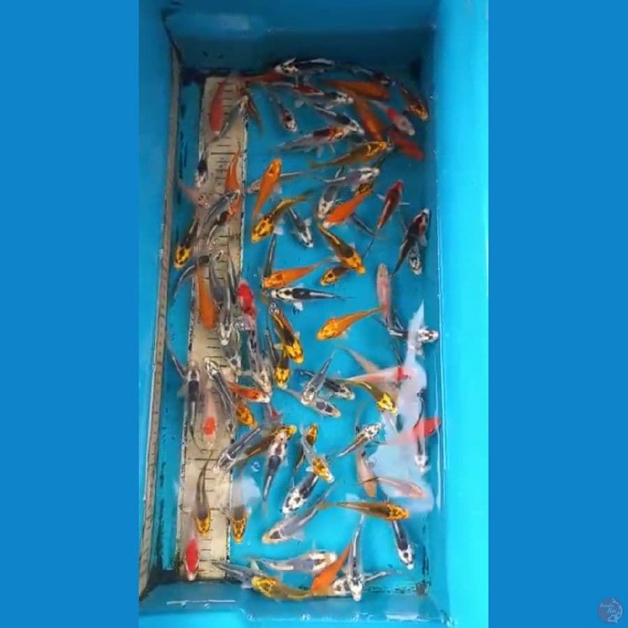 Mix 100ekor 8-10cm