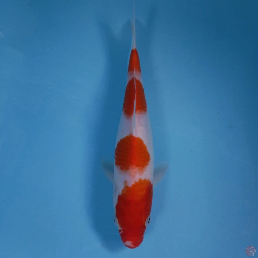 kohaku, 26 cm