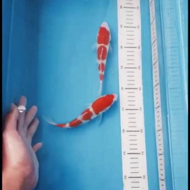 Kohaku 25bu