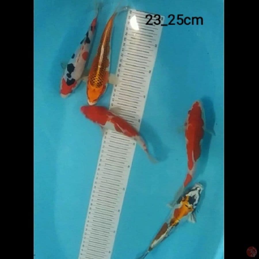 5 ekor mix koi