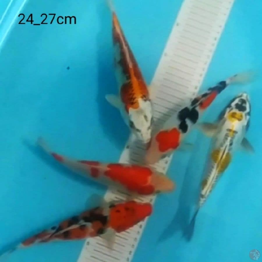 5 ekr mix koi
