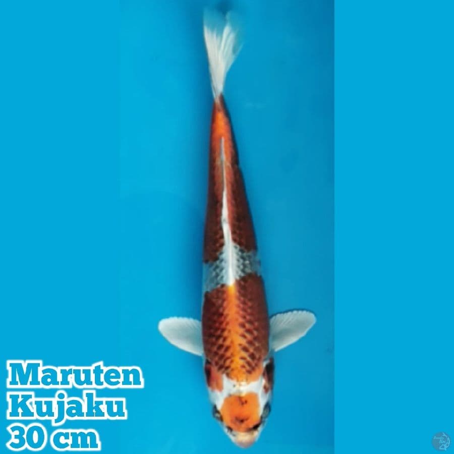 Maruten Kujaku 30 cm