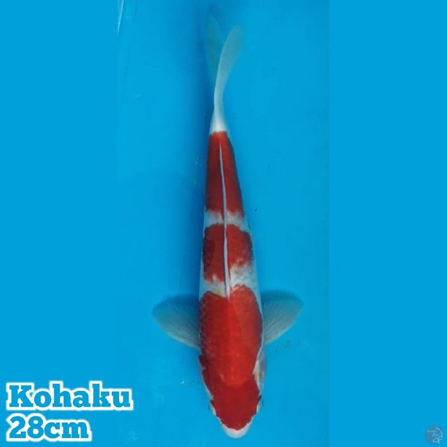 Kohaku 28 cm