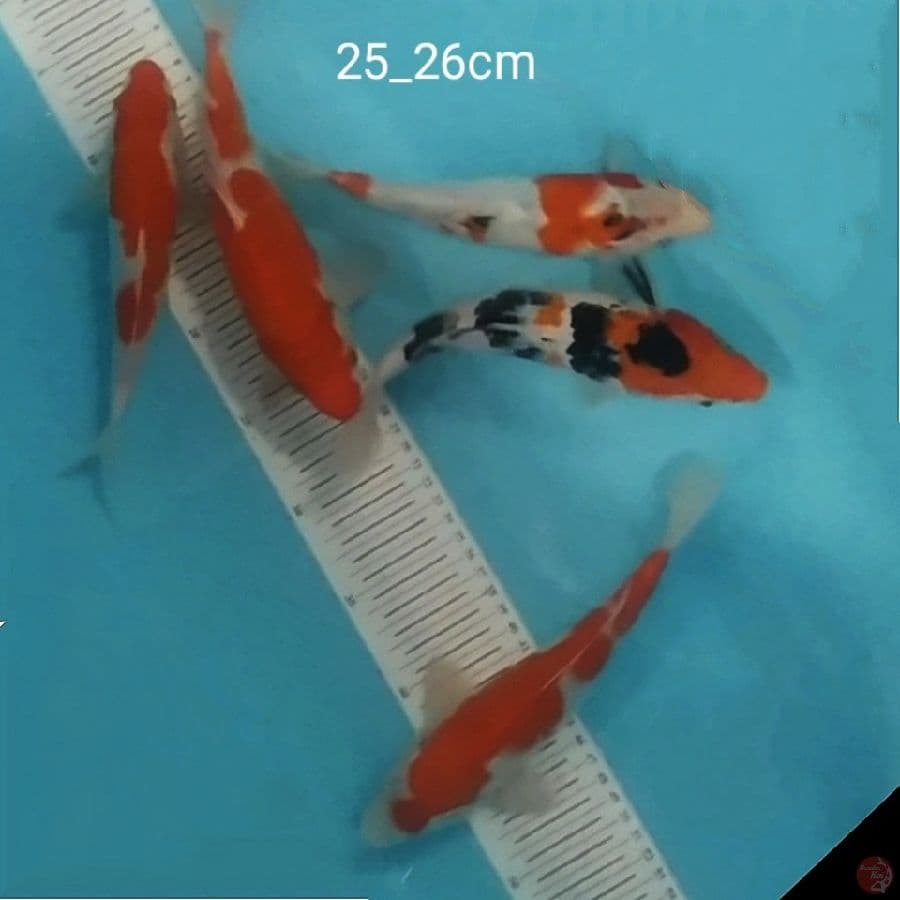 5ekr,mix koi